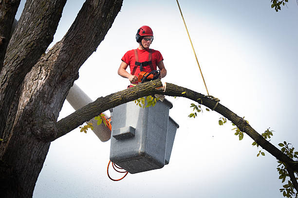 Best Stump Grinding Near Me  in Plentywood, MT